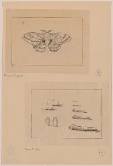 Larval Prints: Two views (top): silkworm moth; (bottom): larval stages of t