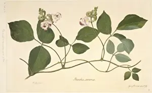 Fabaceae Prints: Vigna adenantha, wild pea