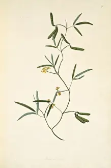Fabaceae Prints: Vigna lanceolata, pencil yam