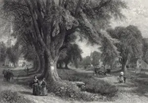 The village elms