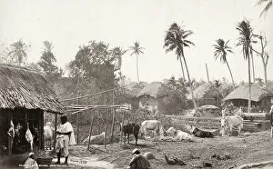 Village life in Bengal, near Calcutta, Kolkata, India