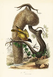 Achille Comte Prints: Village weaver, Ploceus cucullatus, with nest of woven grass