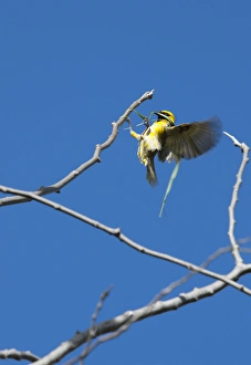 Images Dated 1st July 2011: Village Weaver Spotted-backed Weaver Black-headed Weaver