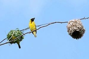 Images Dated 1st July 2011: Village Weaver Spotted-backed Weaver Black-headed Weaver