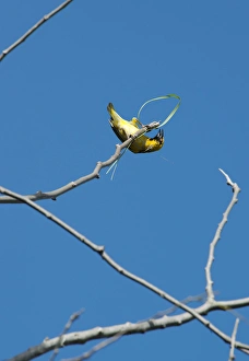 Images Dated 1st July 2011: Village Weaver Spotted-backed Weaver Black-headed Weaver