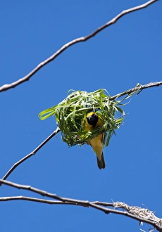 Images Dated 1st July 2011: Village Weaver Spotted-backed Weaver Black-headed Weaver