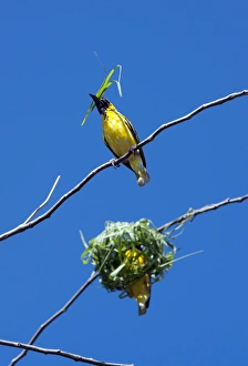 Images Dated 1st July 2011: Village Weaver Spotted-backed Weaver Black-headed Weaver