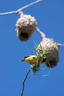 Images Dated 1st July 2011: Village Weaver Spotted-backed Weaver Black-headed Weaver