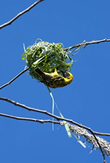 Images Dated 1st July 2011: Village Weaver Spotted-backed Weaver Black-headed Weaver