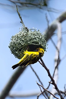 Images Dated 26th June 2011: Village Weaver Spotted-backed Weaver Black-headed Weaver