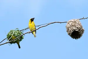Nests Prints: Village Weaver Spotted-backed Weaver Black-headed Weaver