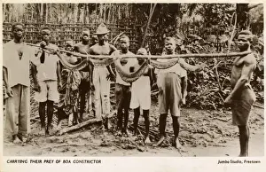 Sierra Prints: Villagers in Sierra Leone with a captured Boa Constrictor