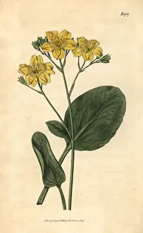 Villarsia ovata