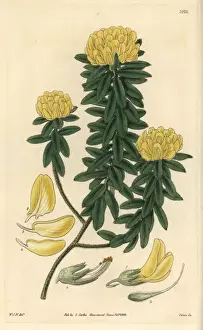 Villosa Prints: Villous priestleya, Priestleya villosa or Xipotheca