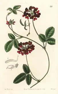 Villosa Prints: Villous zichya, Zichya villosa
