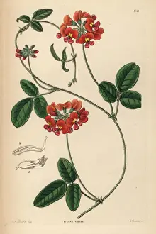 Villous zichya, Zichya villosa