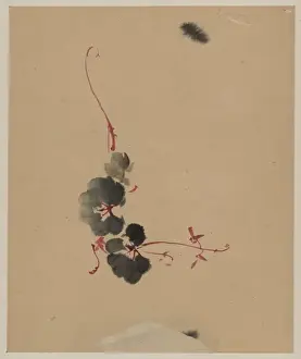Vine with blossoms