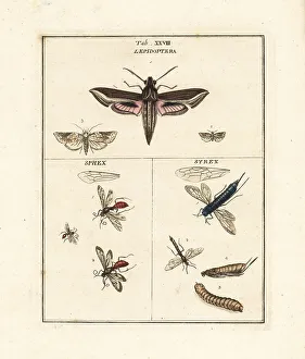 Diptera Prints: Vine hawk-moth, dagger wasps and horntails