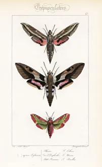Alexis Collection: Vine hawkmoth, Mediterranean hawkmoth