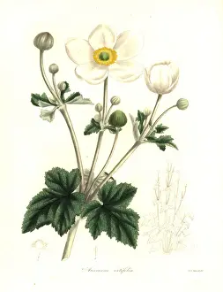 Vine-leaved anemone, Anemone vitifolia