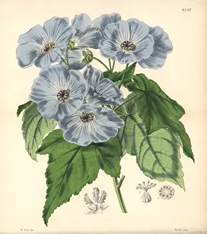 Leaved Prints: Vine-leaved sida, Sida (abutilon) vitifolia