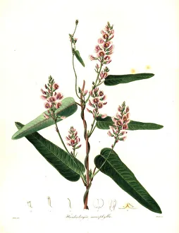Nevitt Collection: Vine lilac or waraburra, Hardenbergia violacea