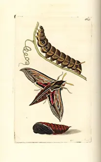 Hawk Moth Prints: Vine or silver-striped hawk-moth, Hippotion celerio