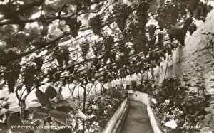 Sint Prints: Vineries - St. Peters, Jersey