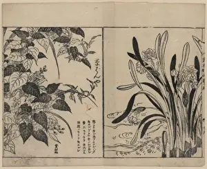 Vines and daffodils