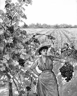 Images Dated 9th November 2004: Vineyard in California, 1888