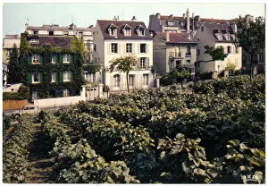 Montmartre Prints: Vineyard in Montmartre, Paris, France