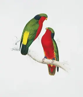 Vini kuhlii, Kuhls lorikeet