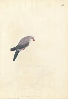 Perching Prints: Vini peruviana, blue lorikeet