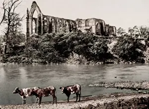 Vintage 19th century / 1900 photograph: Bolton Abbey from the river