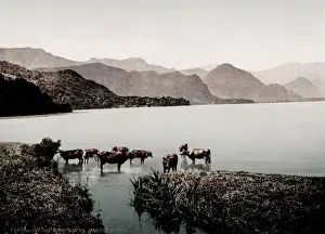 Vintage 19th century / 1900 photograph: cattle in the lake, Derwentwater