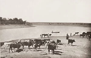 Wildlife Collection: Vintage 19th century photograph: bend in the Vaal River, South Africa