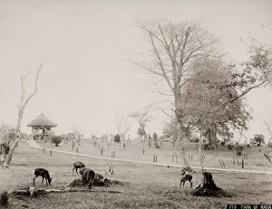 Vintage 19th century photograph: deer in the park at Nara, Japan Vintage 19th century photograph: deer in the park at Nara, Japan