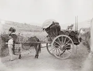 Vintage 19th century photograph: horse and cart with wine barrels, vicinity of Rome