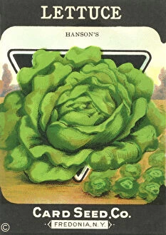 Seeds Collection: Vintage lettuce seed packet