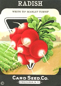 Sowing Gallery: Vintage radish seed packet