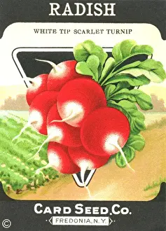 Scarlet Prints: Vintage radish seed packet
