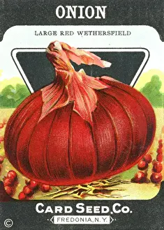 Onions Prints: Vintage red onion seed packet