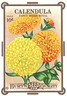 Sowing Gallery: Vintage seed packet: Calendula