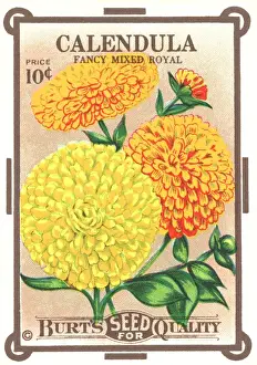 Marigold Prints: Vintage seed packet: Calendula