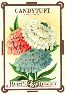 Perennial Gallery: Vintage seed packet: Candytuft