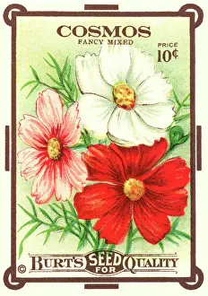 Gardening Prints: Vintage seed packet: Cosmos