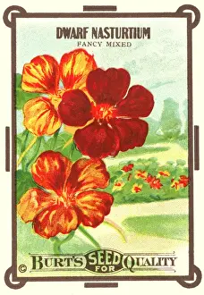 Dwarf Prints: Vintage seed packet: Dwarf Nasturtium