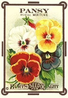 Mixture Gallery: Vintage seed packet: Pansy