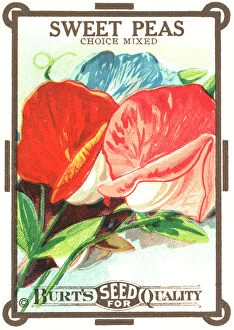 Sowing Gallery: Vintage seed packet: Sweetpea
