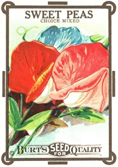 Seeds Prints: Vintage seed packet: Sweetpea